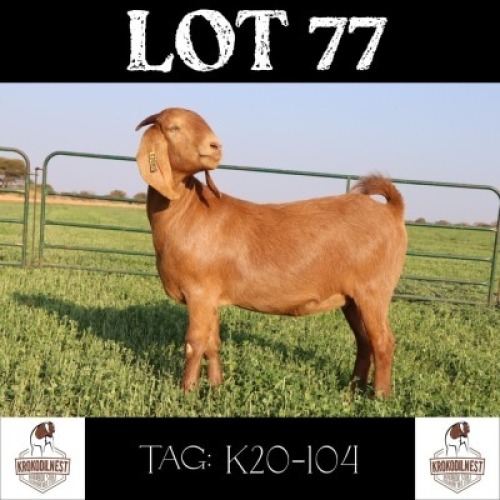 1 X KALAHARI RED OOI/EWE KROKODILNEST BOERBOK & KR STOET - KUDDE/FLOCK