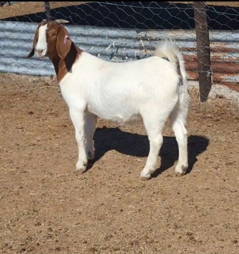 1 X BOER GOAT DOE Blackheath BBS