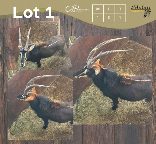 1 X SWARTWITPENS - SABLE M:1 MULATI