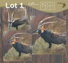 1 X SWARTWITPENS - SABLE M:1 MULATI