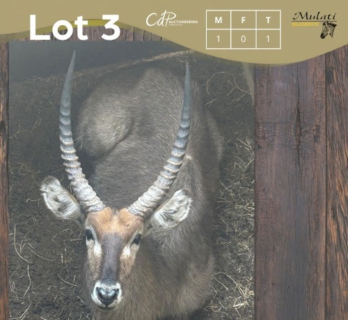 1 X WATERBOK - WATERBUCK M:1 MULATI
