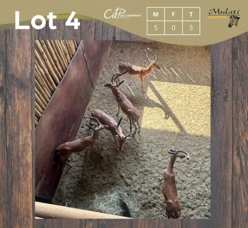 5 X ROOIBOK - IMPALA M:5 MULATI (Betaal per dier/Pay per animal)