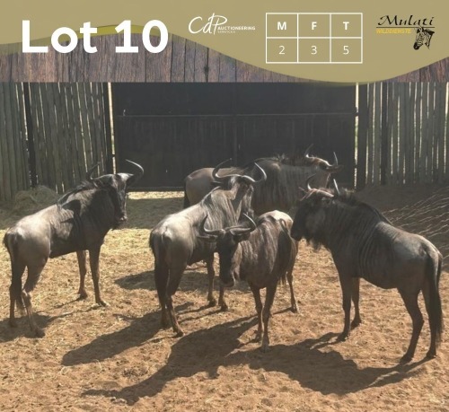 5 X BLOUWILDEBEES - BLUE WILDEBEEST M:2 V/F:3 MULATI (Betaal per dier/Pay per animal)