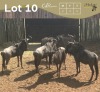 5 X BLOUWILDEBEES - BLUE WILDEBEEST M:2 V/F:3 MULATI (Betaal per dier/Pay per animal)