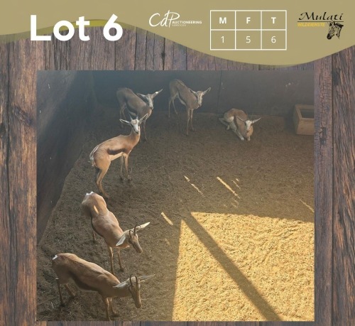 6 X SPRINGBOK - SPRINGBUCK M:1 V/F:5 MULATI (Betaal per dier/Pay per animal)