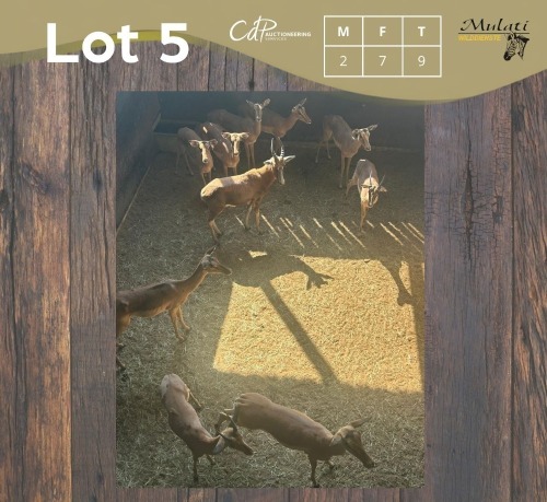 9 X ROOIBOK - IMPALA M:2 V/F:7 MULATI (Betaal per dier/Pay per animal)