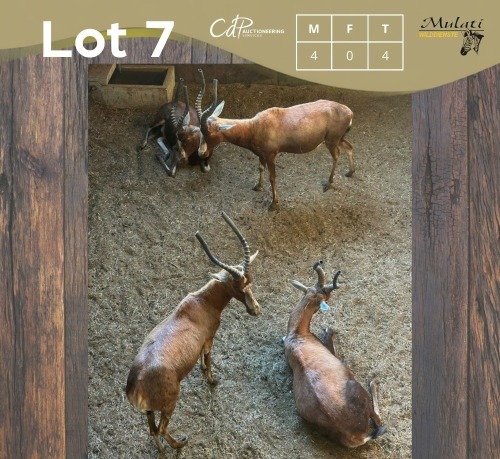 4 X BLESBOK - BLESBUCK M:4 MULATI (Betaal per dier/Pay per animal)
