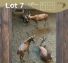4 X BLESBOK - BLESBUCK M:4 MULATI (Betaal per dier/Pay per animal)