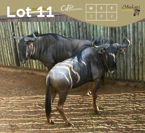 2 X BLOUWILDEBEES - BLUE WILDEBEEST M:2 MULATI (Betaal per dier/Pay per animal)