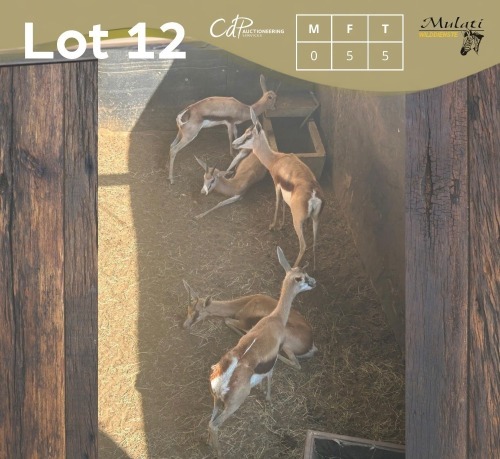 5 X SPRINGBOK - SPRINGBUCK V/F:5 MULATI (Betaal per dier/Pay per animal)
