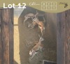 5 X SPRINGBOK - SPRINGBUCK V/F:5 MULATI (Betaal per dier/Pay per animal)