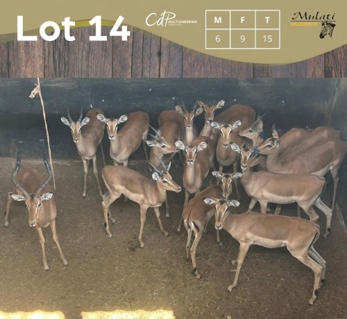 15 X ROOIBOK - IMPALA M:6 V/F:9 MULATI (Betaal per dier/Pay per animal)