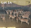 15 X ROOIBOK - IMPALA M:6 V/F:9 MULATI (Betaal per dier/Pay per animal)