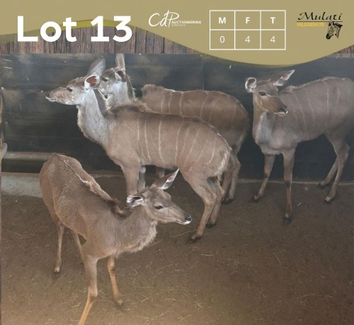 4 X KOEDOE - KUDU V/F:4 MULATI (Betaal per dier/Pay per animal)