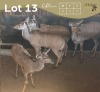 4 X KOEDOE - KUDU V/F:4 MULATI (Betaal per dier/Pay per animal)