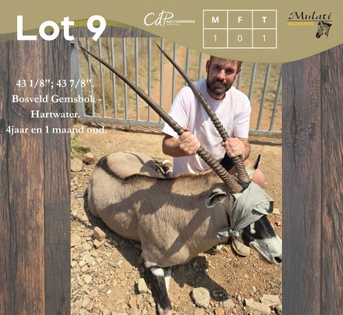 1 X GEMSBOK - ORYX M:1 MULATI