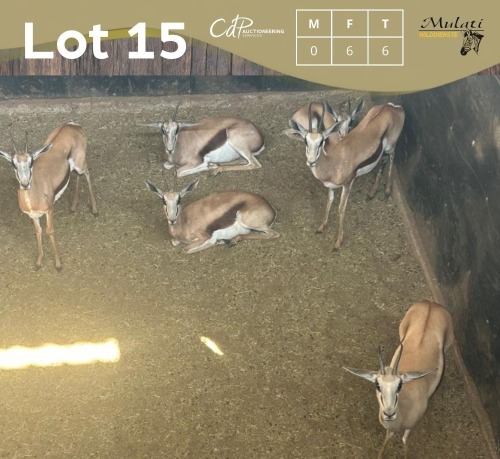 6 X SPRINGBOK - SPRINGBUCK V/F:6 MULATI (Betaal per dier/Pay per animal)