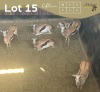 6 X SPRINGBOK - SPRINGBUCK V/F:6 MULATI (Betaal per dier/Pay per animal)