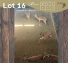 5 X ROOIBOK - IMPALA M:5 MULATI (Betaal per dier/Pay per animal)