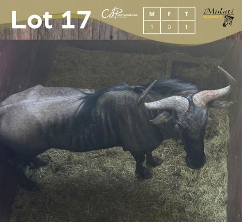 1 X BLOUWILDEBEES - BLUE WILDEBEEST M:1 MULATI