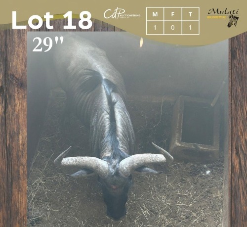 1 X BLOUWILDEBEES - BLUE WILDEBEEST M:1 MULATI