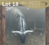 1 X BLOUWILDEBEES - BLUE WILDEBEEST M:1 MULATI