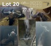 1 X BLOUWILDEBEES - BLUE WILDEBEEST M:1 MULATI