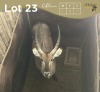 1 X WATERBOK - WATERBUCK M:1 MULATI