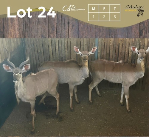 3 X KOEDOE - KUDU M:1 V/F:2 MULATI (Betaal per dier/Pay per animal)