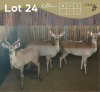 3 X KOEDOE - KUDU M:1 V/F:2 MULATI (Betaal per dier/Pay per animal)