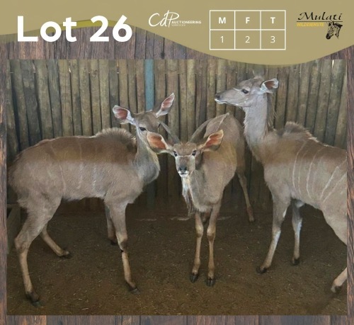 3 X KOEDOE - KUDU M:1 V/F:2 MULATI (Betaal per dier/Pay per animal)