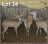 3 X KOEDOE - KUDU M:1 V/F:2 MULATI (Betaal per dier/Pay per animal)