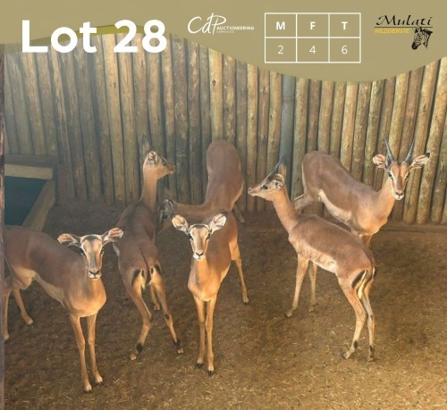 6 X ROOIBOK - IMPALA M:2 V/F:4 MULATI (Betaal per dier/Pay per animal)