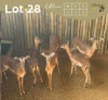 6 X ROOIBOK - IMPALA M:2 V/F:4 MULATI (Betaal per dier/Pay per animal)