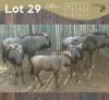 5 X BLOUWILDEBEES - BLUE WILDEBEEST M:1 V/F:4 MULATI (Betaal per dier/Pay per animal)
