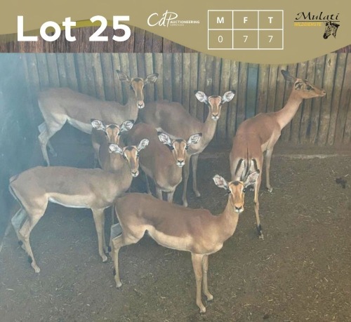 7 X ROOIBOK - IMPALA V/F:7 MULATI (Betaal per dier/Pay per animal)