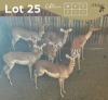 7 X ROOIBOK - IMPALA V/F:7 MULATI (Betaal per dier/Pay per animal)