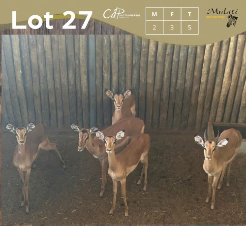 5 X ROOIBOK - IMPALA M:2 V/F:3 MULATI (Betaal per dier/Pay per animal)
