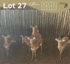 5 X ROOIBOK - IMPALA M:2 V/F:3 MULATI (Betaal per dier/Pay per animal)