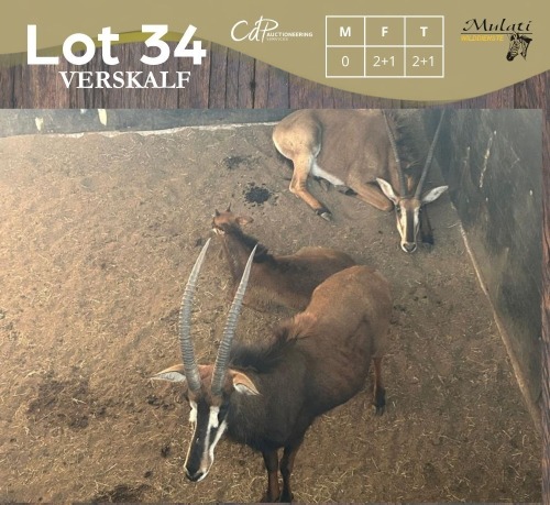 2+1 X SWARTWITPENS - SABLE M: V/F:2+1 MULATI (Betaal per dier/Pay per animal)