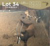 2+1 X SWARTWITPENS - SABLE M: V/F:2+1 MULATI (Betaal per dier/Pay per animal)