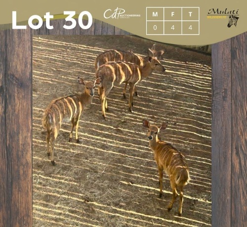 4 X NJALA - NYALA V/F:4 MULATI (Betaal per dier/Pay per animal)