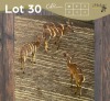 4 X NJALA - NYALA V/F:4 MULATI (Betaal per dier/Pay per animal)