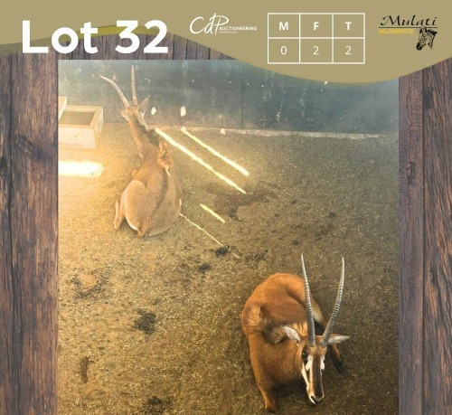 2 X SWARTWITPENS - SABLE V/F:2 MULATI (Betaal per dier/Pay per animal)