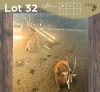 2 X SWARTWITPENS - SABLE V/F:2 MULATI (Betaal per dier/Pay per animal)