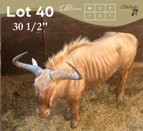 1 X GOUE WILDEBEES - GOLDEN WILDEBEEST M:1 MULATI