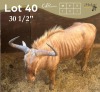 1 X GOUE WILDEBEES - GOLDEN WILDEBEEST M:1 MULATI