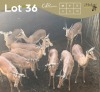 10 X ROOIBOK - IMPALA M:4 V/F:6 MULATI (Betaal per dier/Pay per animal)