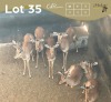 8 X ROOIBOK - IMPALA M:4 V/F:4 MULATI (Betaal per dier/Pay per animal)