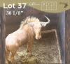 1 X GOUE WILDEBEES - GOLDEN WILDEBEEST M:1 MULATI